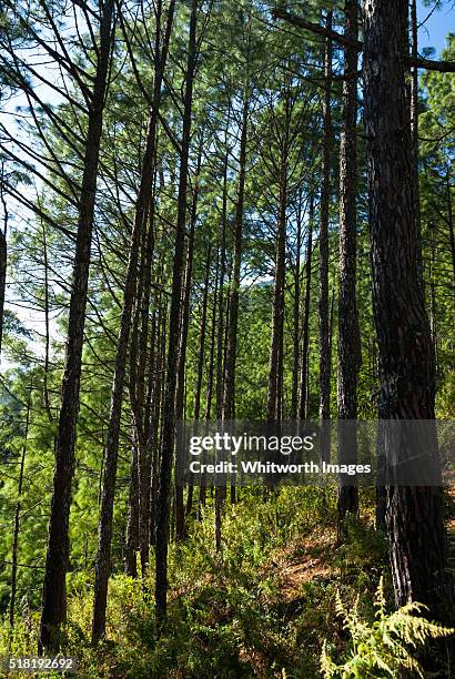Chirpine Chir Pine Photos and Premium High Res Pictures - Getty Images