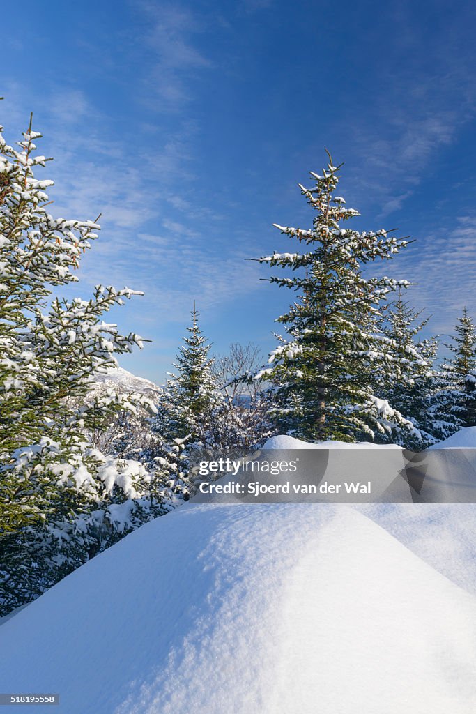 Pine trees in a winter landscape