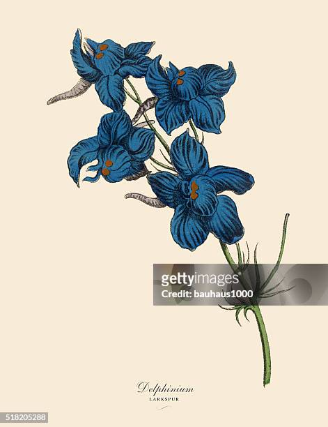 delphinium or larkspur plant, victorian botanical illustration - hand tinted stock illustrations