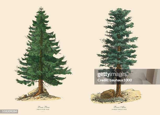 stockillustraties, clipart, cartoons en iconen met evergreen spruce pine tree and norway spruce, victorian botanical illustration - met de hand ingekleurd