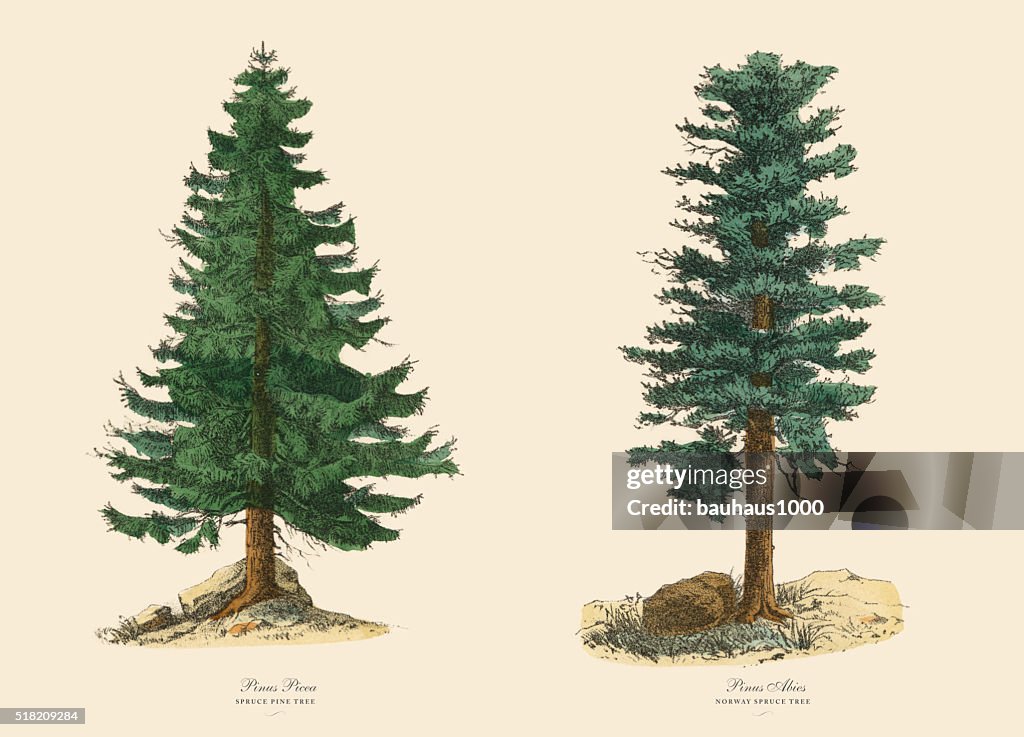 Evergreen Spruce Pine Tree and Norway Spruce, Victorian Botanical Illustration