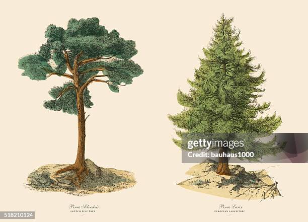 immergrün schottische kiefer baum und lärche, viktorianischen botanischen illustrationen - larch stock-grafiken, -clipart, -cartoons und -symbole