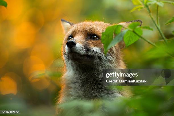 cute fox - 狐狸 個照片及圖片檔