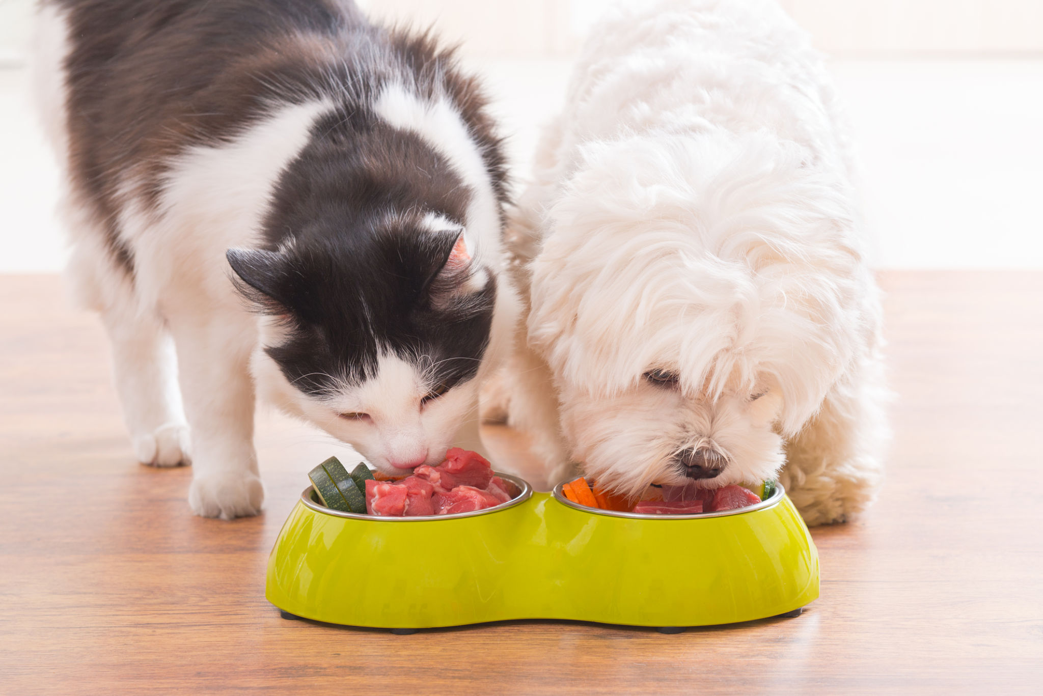 healthy pet food