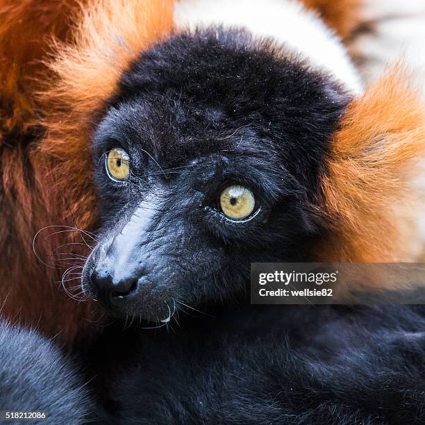 Red Ruffed Lemar Red Ruffed Lemurs Photos and Premium High Res Pictures - Getty Images