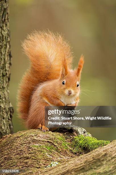 red squirrel - eichhörnchen stock-fotos und bilder