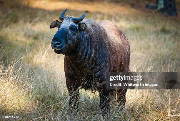 bhutan, thimphu. takin (budorcas taxicolor) grazing in grassy pine woodland. - takin stock pictures, royalty-free photos & images