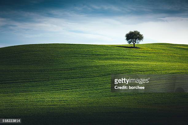 wheat field in tuscany with lonely tree - single tree stock pictures, royalty-free photos & images