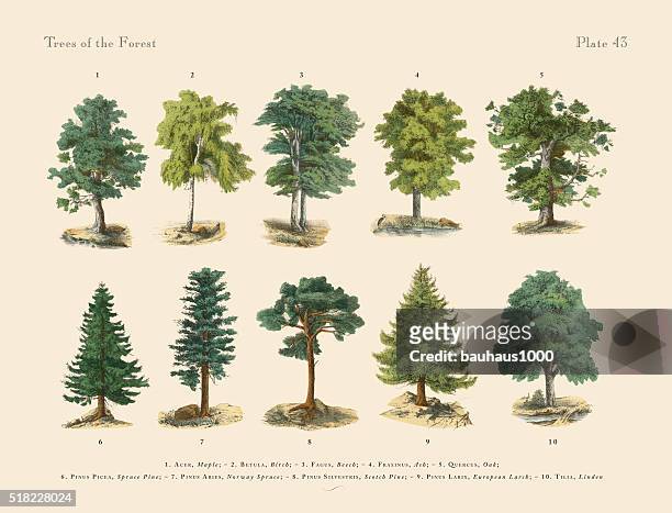 forest trees and species, victorian botanical illustration - botany stock illustrations