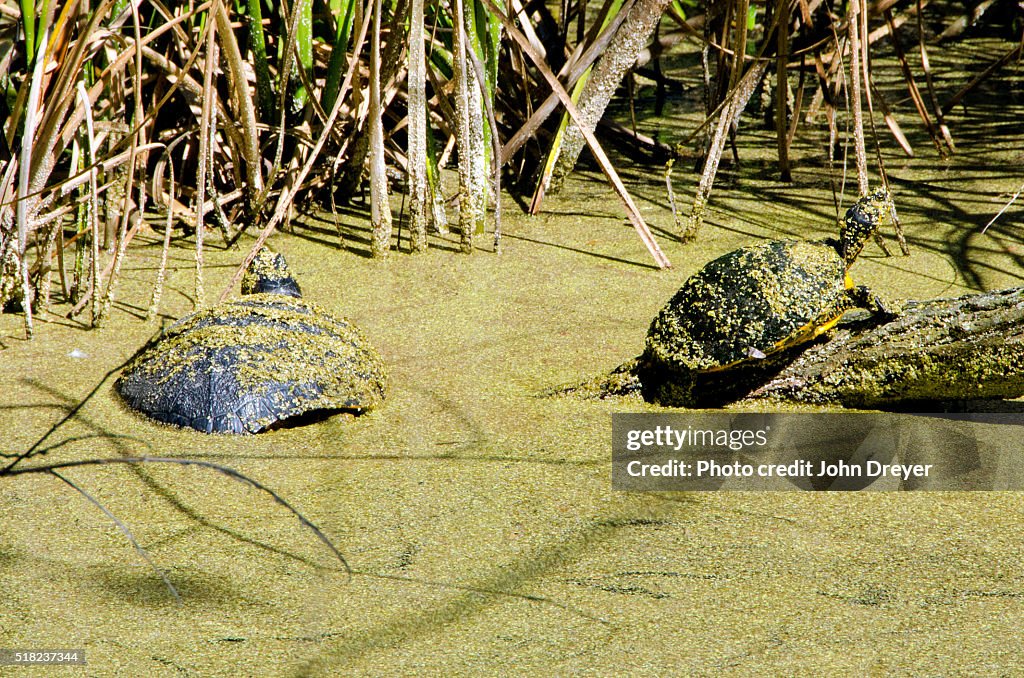 Yellow Bellied Slider Turtles On Sunny Day in Swamp