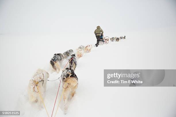 husky dogs pulling a sled, svalbard norway - spitsbergen stockfoto's en -beelden