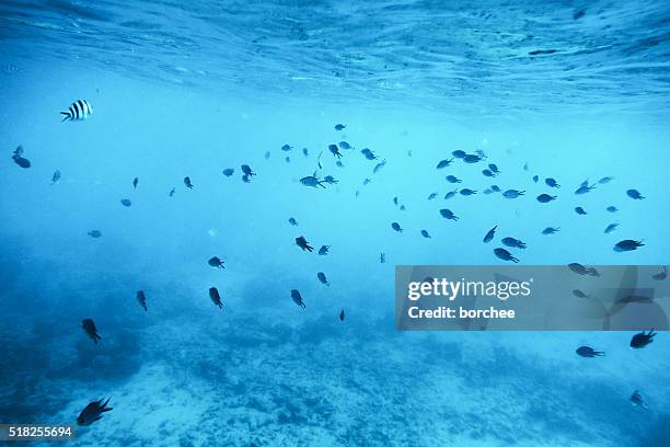 underwater scene - oceaanbodem stockfoto's en -beelden