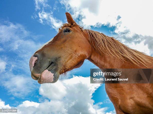 brown horse in the clouds - laurent sauvel stock pictures, royalty-free photos & images