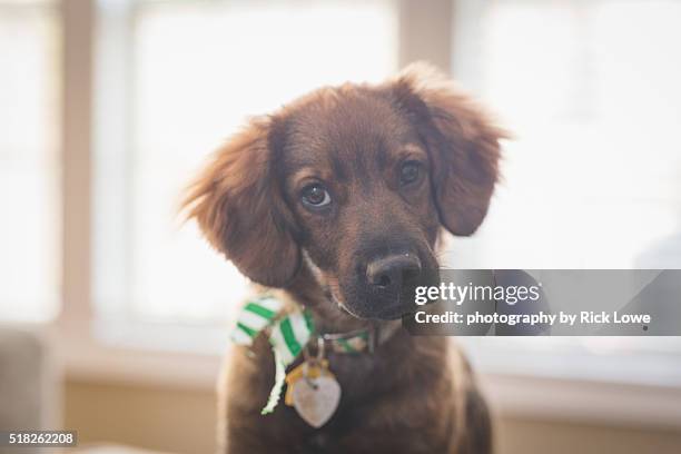 brown puppy - american cocker spaniel stockfoto's en -beelden