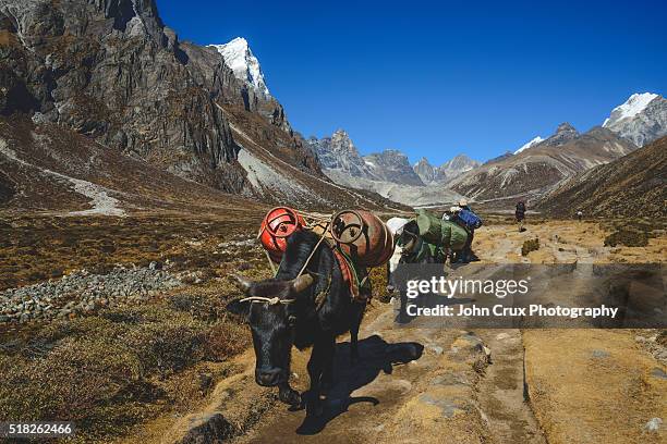 yaks in nepal - bazar namche imagens e fotografias de stock