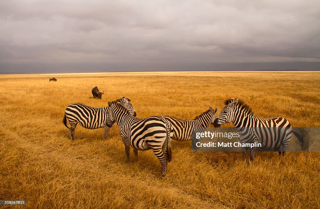 Zebra's in Ngorongoro Crater