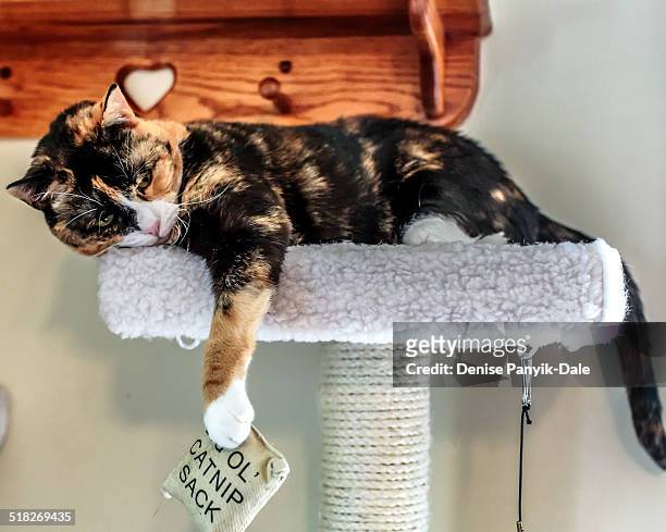 cat and catnip - catmint stock pictures, royalty-free photos & images