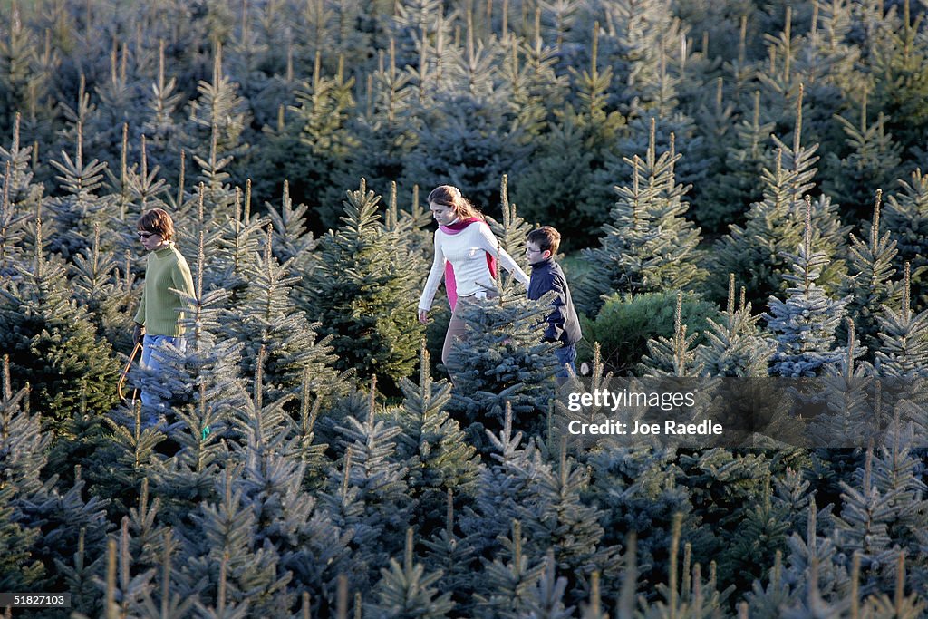 N. Virginia Faces Shortage Of Cut-Your-Own Christmas Trees