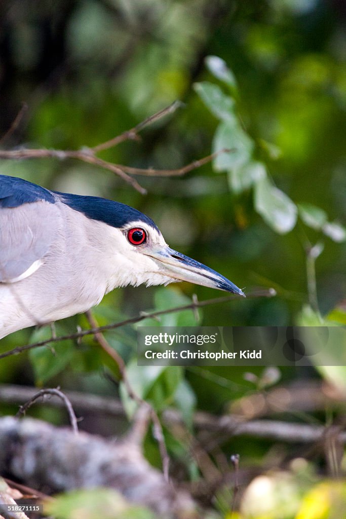 Black-crowned Night Heron, Lake Mburo National Par