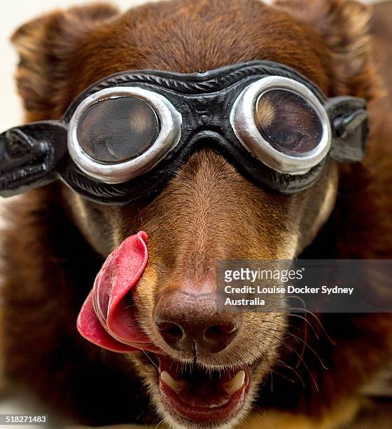 dog in goggles licking lips - flying goggles ストックフォトと画像
