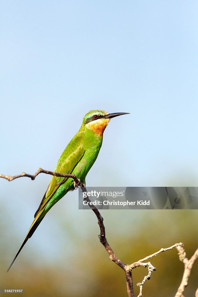 Madagascar Bee-eater, Lake Mburo National Park, Ug