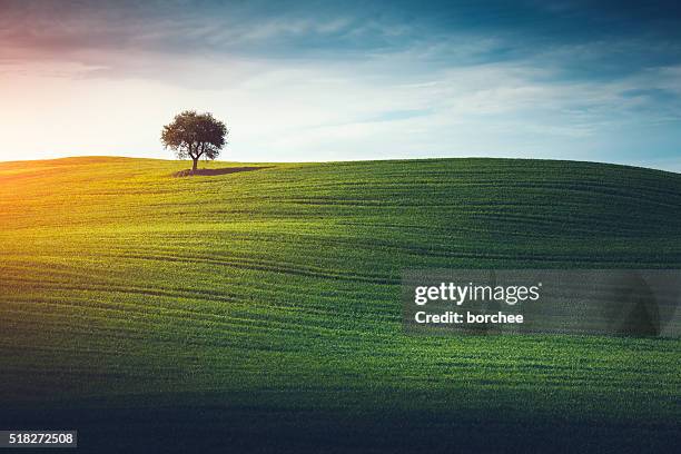 árbol solitario en la toscana - field blue sky fotografías e imágenes de stock