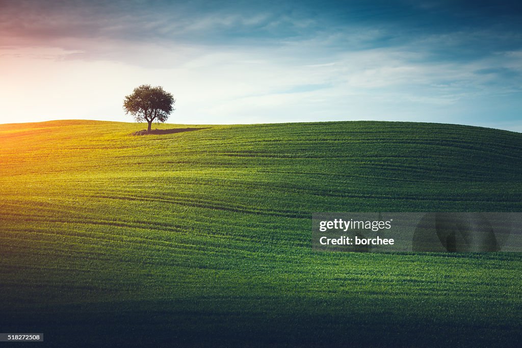 Solitario albero In Toscana