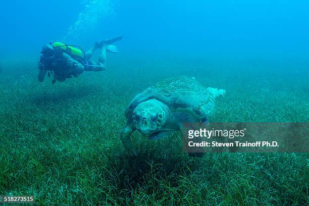 loggerhead turtle and diver - zosteraceae - fotografias e filmes do acervo