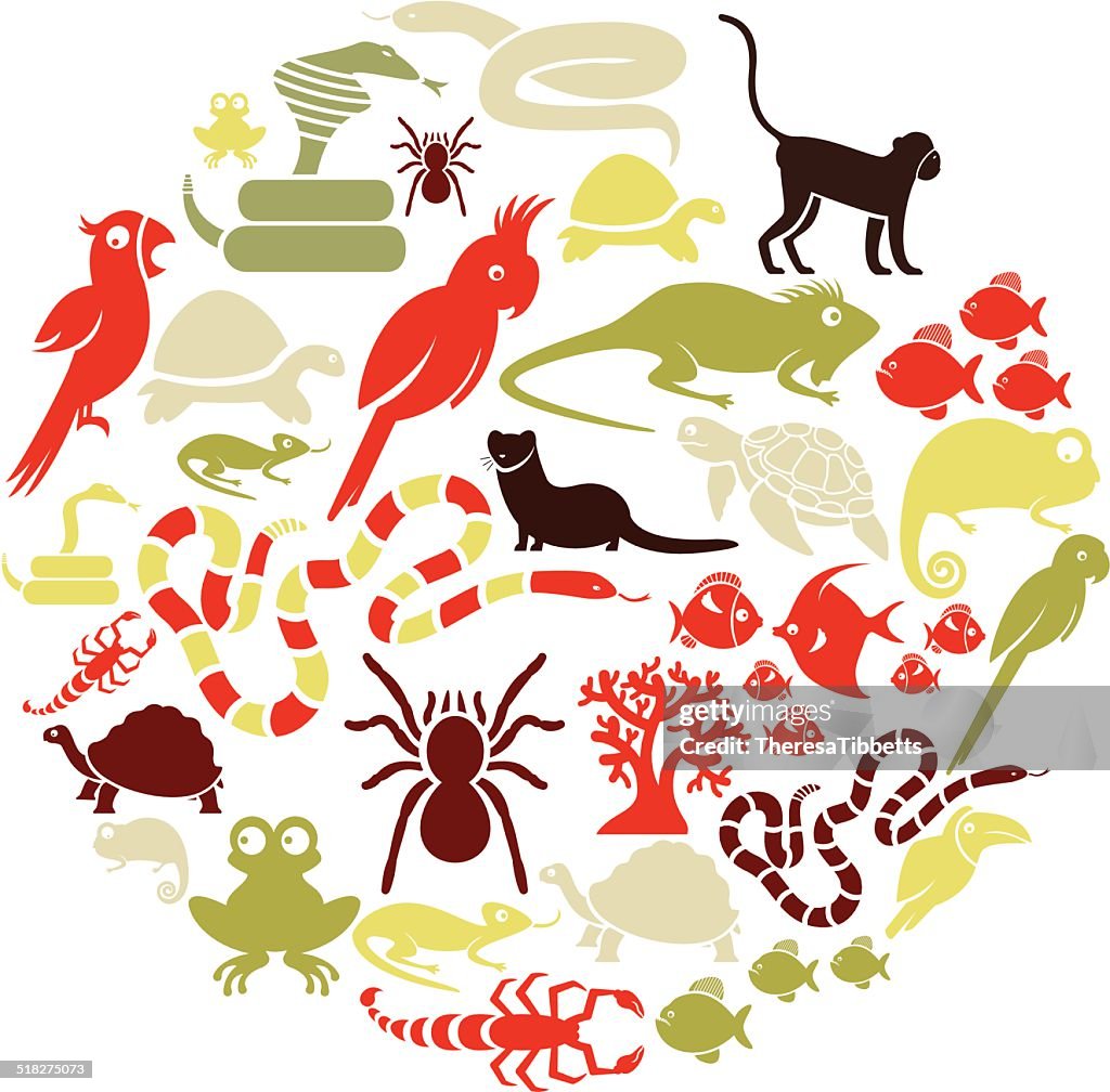Mascota exótica grupo de iconos