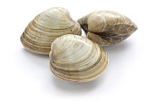 hard clam, quahog
