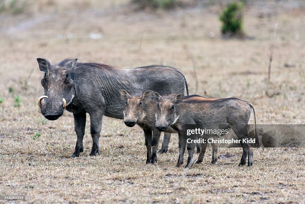 Warthog, Lake Mburo National Park, Uganda