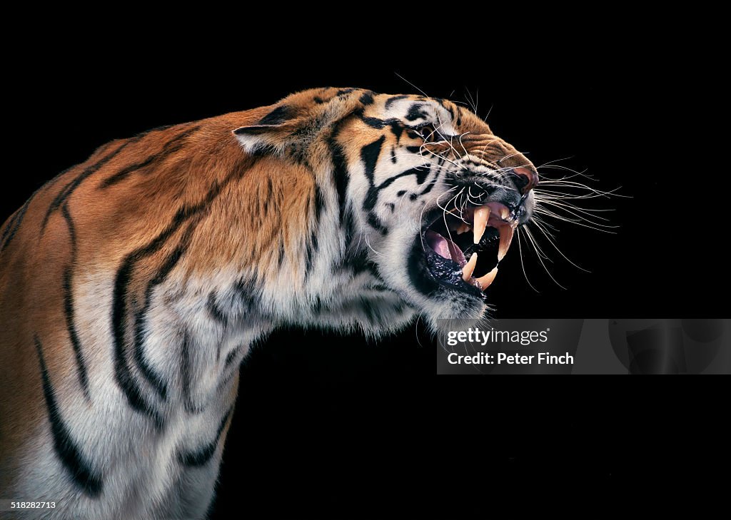 Tiger snarling