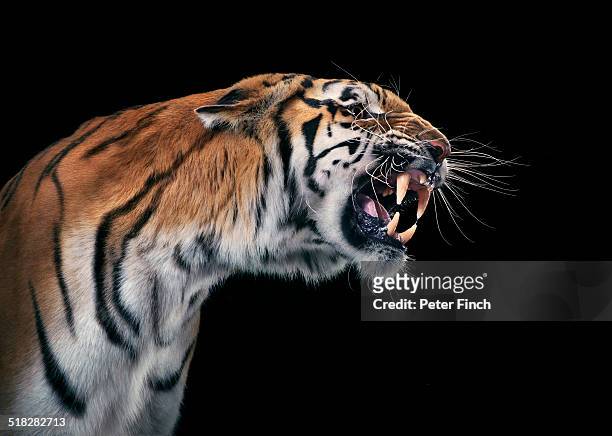 tiger snarling - animal teeth fotografías e imágenes de stock