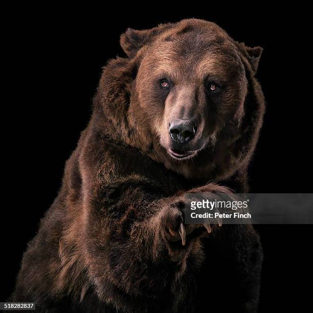 grizzly bear - animal black background fotografías e imágenes de stock