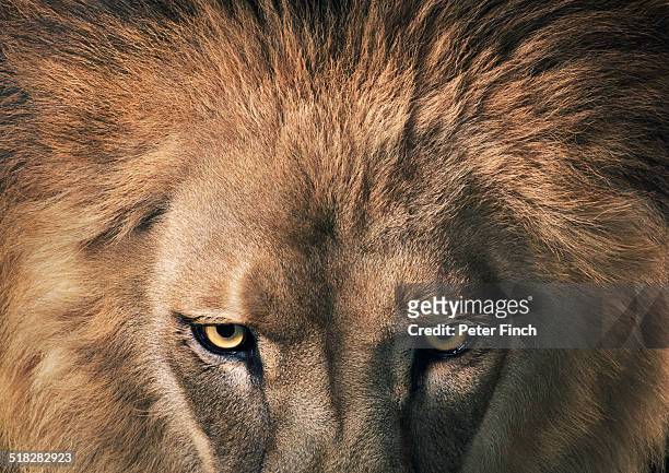 lion staring - determination stock-fotos und bilder