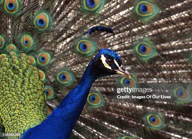 peacock - pavone foto e immagini stock