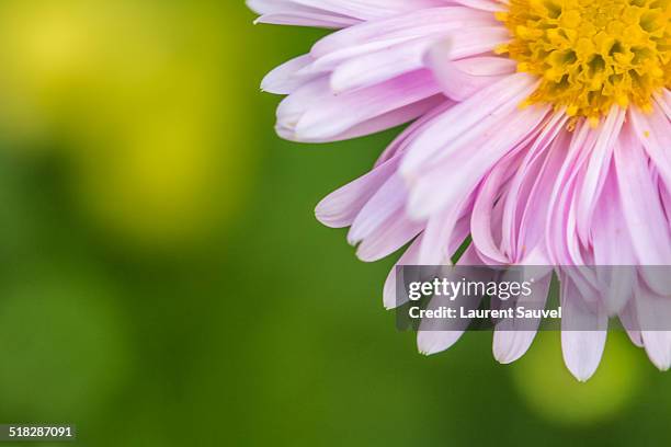 aster amellus - laurent sauvel stock pictures, royalty-free photos & images