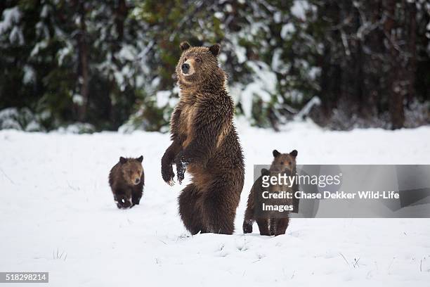 grizzly sow and cubs in snow - endangered species stock pictures, royalty-free photos & images
