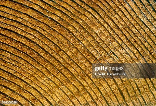 closeup, douglas fir tree growth rings - douglas fir stock pictures, royalty-free photos & images