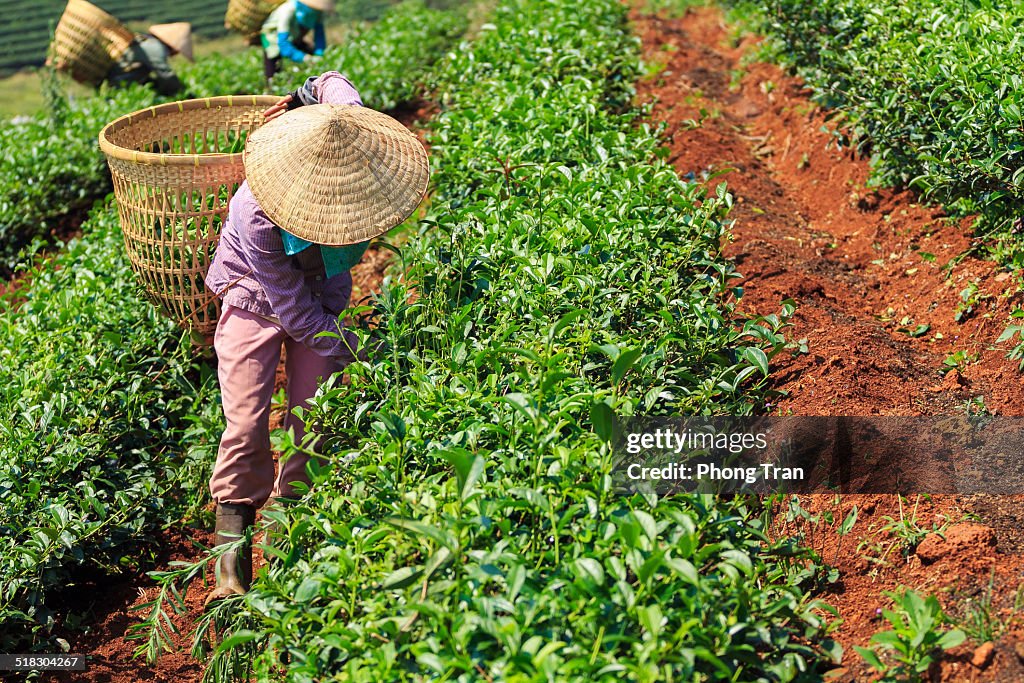 Women are harvesting tea leaf