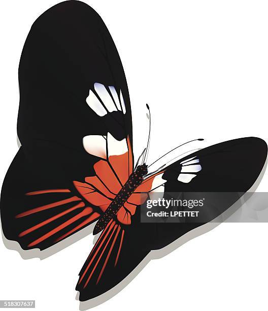 heliconius butterfly - vector - heliconiinae stock illustrations