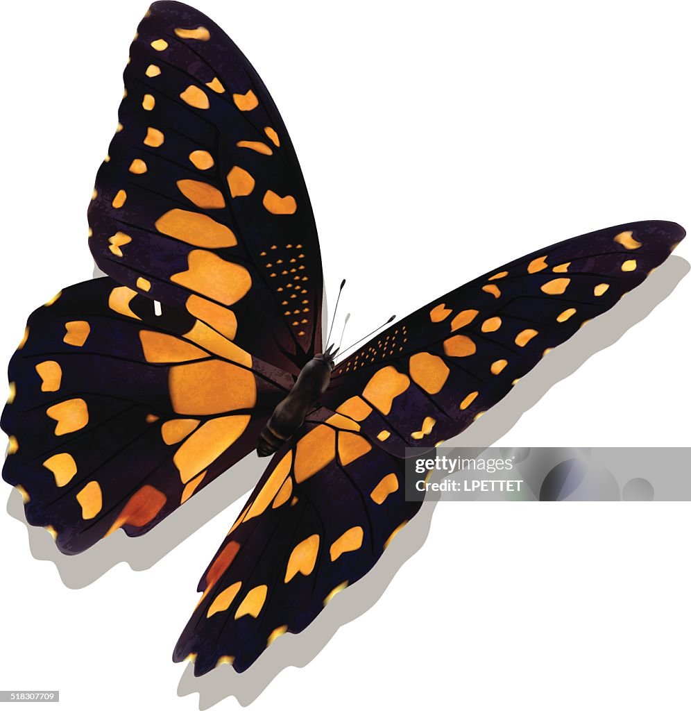 Common Lime Butterfly - Vector
