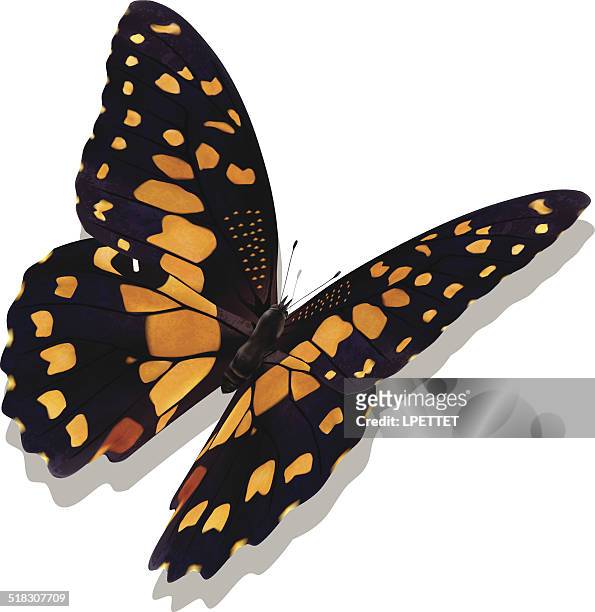 common lime butterfly - vector - swallowtail butterfly stock illustrations
