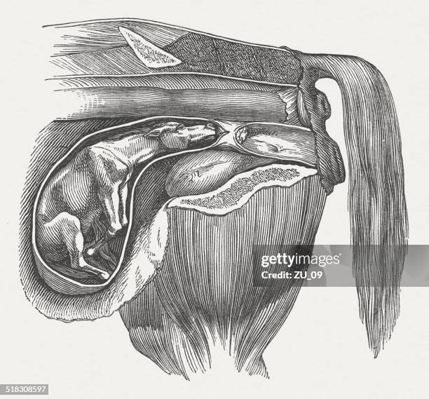 cow fetus: abnormal position, back bent front legs, published 1883 - animal fetus stock illustrations