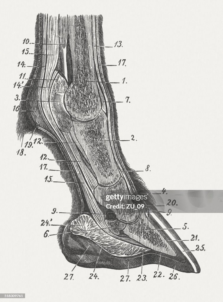 Horse's foot