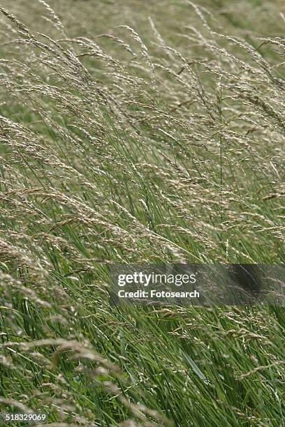 wheat field - swaying stock pictures, royalty-free photos & images