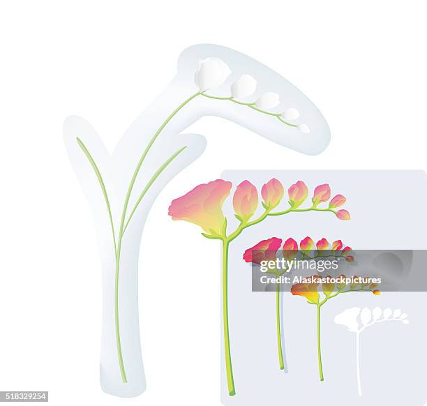 ilustraciones, imágenes clip art, dibujos animados e iconos de stock de freesia flor - freesia
