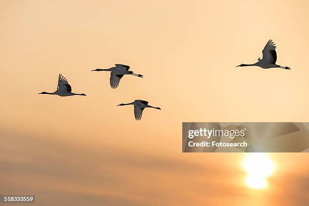 four red crowned cranes flying in sunset - japanese crane stock pictures, royalty-free photos & images
