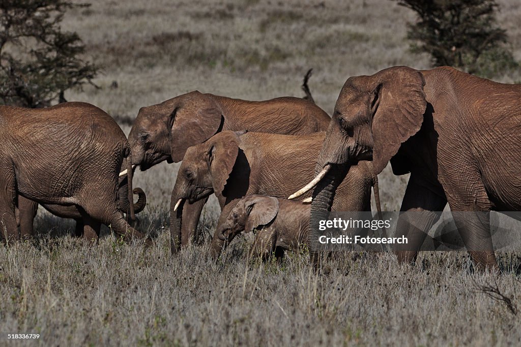 Elephants