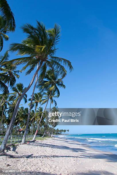 tropical beach, carneiros beach, atlantic ocean, brazil - tamandaré - fotografias e filmes do acervo